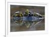 Three European Pond Turtles (Emys Orbicularis) and a Balkan Terrapin on Rock, Butrint, Albania-Geidemark-Framed Photographic Print