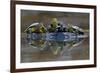 Three European Pond Turtles (Emys Orbicularis) and a Balkan Terrapin on Rock, Butrint, Albania-Geidemark-Framed Photographic Print