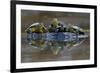 Three European Pond Turtles (Emys Orbicularis) and a Balkan Terrapin on Rock, Butrint, Albania-Geidemark-Framed Photographic Print