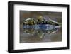 Three European Pond Turtles (Emys Orbicularis) and a Balkan Terrapin on Rock, Butrint, Albania-Geidemark-Framed Photographic Print