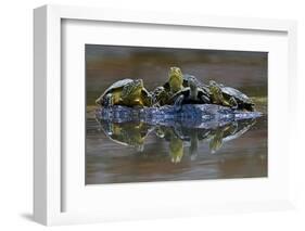 Three European Pond Turtles (Emys Orbicularis) and a Balkan Terrapin on Rock, Butrint, Albania-Geidemark-Framed Photographic Print