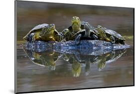 Three European Pond Turtles (Emys Orbicularis) and a Balkan Terrapin on Rock, Butrint, Albania-Geidemark-Mounted Photographic Print