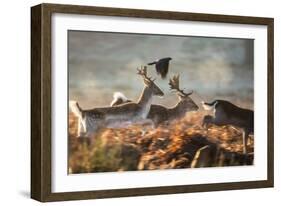 Three Fallow Deer Make a Dash Through the Forest at Sunrise in Richmond Park-Alex Saberi-Framed Photographic Print