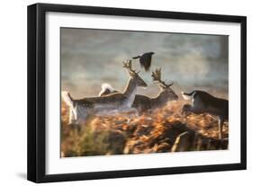 Three Fallow Deer Make a Dash Through the Forest at Sunrise in Richmond Park-Alex Saberi-Framed Photographic Print