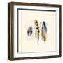 Three Feather Study 2-Evangeline Taylor-Framed Art Print