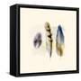 Three Feather Study 2-Evangeline Taylor-Framed Stretched Canvas