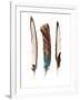 Three Feathers-Incado-Framed Photographic Print