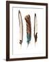 Three Feathers-Incado-Framed Photographic Print