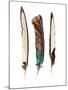 Three Feathers-Incado-Mounted Photographic Print