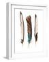 Three Feathers-Incado-Framed Photographic Print