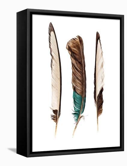 Three Feathers-Incado-Framed Stretched Canvas