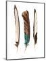 Three Feathers-Incado-Mounted Photographic Print