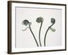 Three Fern Stems-Fujio Nakahashi-Framed Photographic Print