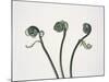 Three Fern Stems-Fujio Nakahashi-Mounted Photographic Print