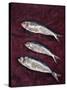 Three Fish, 1997-Peter Davidson-Stretched Canvas