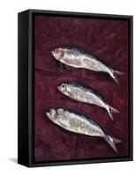 Three Fish, 1997-Peter Davidson-Framed Stretched Canvas