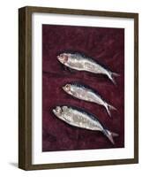 Three Fish, 1997-Peter Davidson-Framed Giclee Print