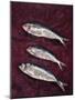 Three Fish, 1997-Peter Davidson-Mounted Giclee Print