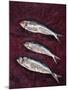 Three Fish, 1997-Peter Davidson-Mounted Giclee Print