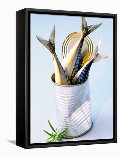 Three Fish (Mackerel) in a Tin-Marc O^ Finley-Framed Stretched Canvas