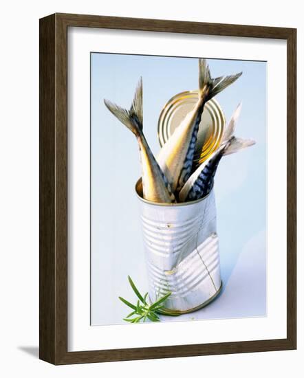 Three Fish (Mackerel) in a Tin-Marc O^ Finley-Framed Photographic Print