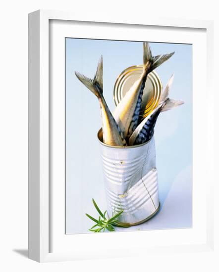 Three Fish (Mackerel) in a Tin-Marc O^ Finley-Framed Photographic Print