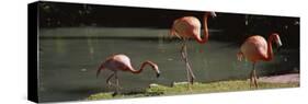 Three Flamingos Foraging by a Pond, Jungle Gardens, Sarasota, Florida, USA-null-Stretched Canvas