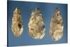 Three Flint Tools-Paleolithic-Stretched Canvas