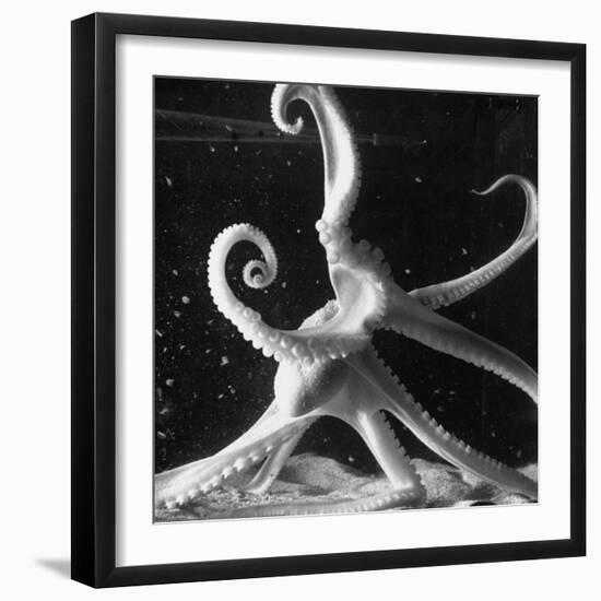 Three Foot Caribbean Octopus After Ripping Apart and Consuming a Blue Crab-Fritz Goro-Framed Premium Photographic Print