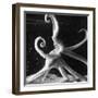 Three Foot Caribbean Octopus After Ripping Apart and Consuming a Blue Crab-Fritz Goro-Framed Photographic Print