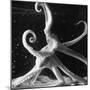 Three Foot Caribbean Octopus After Ripping Apart and Consuming a Blue Crab-Fritz Goro-Mounted Photographic Print