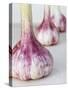 Three Fresh Garlic Bulbs-Linda Burgess-Stretched Canvas