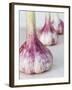 Three Fresh Garlic Bulbs-Linda Burgess-Framed Photographic Print