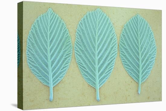 Three Fresh Spring Leaves of Whitebeam or Sorbus Aria Tree Lined Up-Den Reader-Stretched Canvas