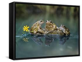 Three Frogs Sitting on Rock-moodboard-Framed Stretched Canvas