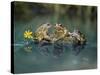 Three Frogs Sitting on Rock-moodboard-Stretched Canvas