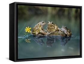 Three Frogs Sitting on Rock-moodboard-Framed Stretched Canvas