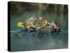 Three Frogs Sitting on Rock-moodboard-Stretched Canvas