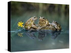 Three Frogs Sitting on Rock-moodboard-Stretched Canvas