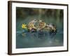 Three Frogs Sitting on Rock-moodboard-Framed Photographic Print