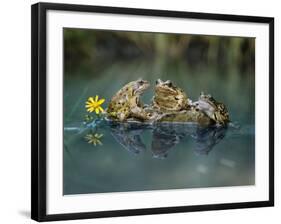 Three Frogs Sitting on Rock-moodboard-Framed Photographic Print