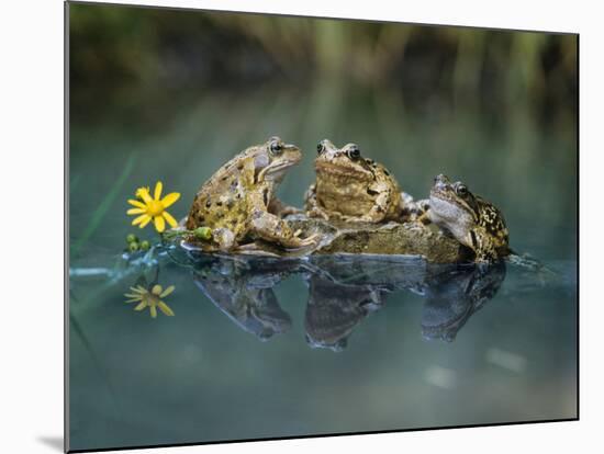 Three Frogs Sitting on Rock-moodboard-Mounted Photographic Print