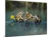Three Frogs Sitting on Rock-moodboard-Mounted Photographic Print