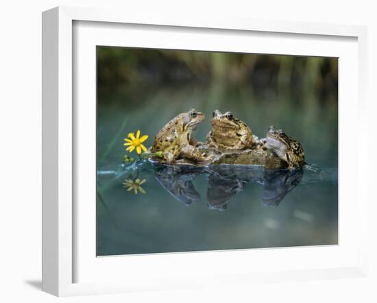 Three Frogs Sitting on Rock-moodboard-Framed Photographic Print