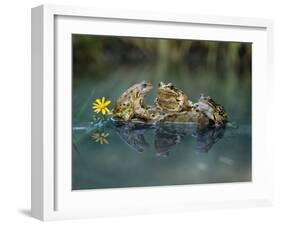 Three Frogs Sitting on Rock-moodboard-Framed Photographic Print