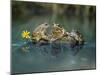 Three Frogs Sitting on Rock-moodboard-Mounted Photographic Print