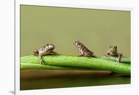 Three Frogs-null-Framed Art Print