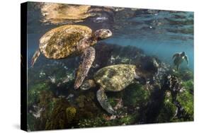 Three Galapagos Green Turtles (Chelonia Mydas Agassizii) Feeding on Seaweed Growing on Lava Rocks-Alex Mustard-Stretched Canvas