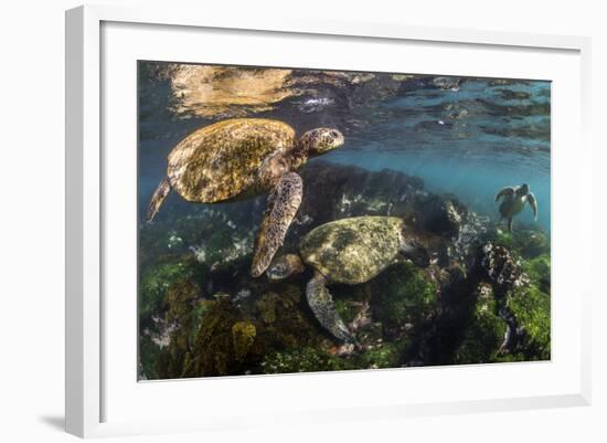 Three Galapagos Green Turtles (Chelonia Mydas Agassizii) Feeding on Seaweed Growing on Lava Rocks-Alex Mustard-Framed Photographic Print