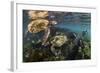 Three Galapagos Green Turtles (Chelonia Mydas Agassizii) Feeding on Seaweed Growing on Lava Rocks-Alex Mustard-Framed Photographic Print